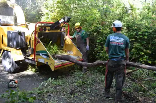 tree services St. Georges